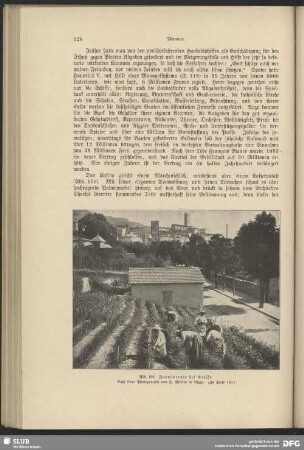 Jasminernte bei Grasse