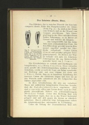 Das Zahnbein (Dentin, Ebur).