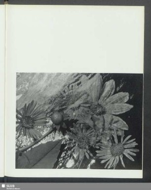 Blumen unter Glas