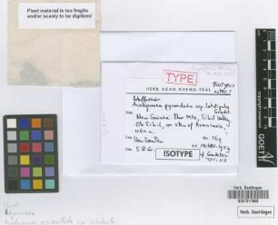 Acrolejeunea pycnoclada (Taylor) Schiffner subsp. latistipula Gradst.[isotype]