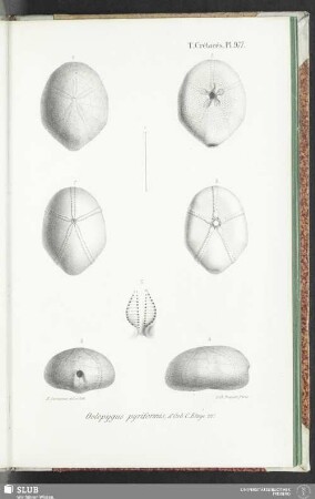 Pl. 977