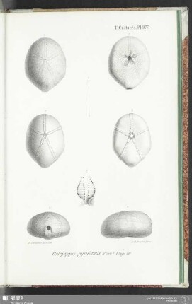 Pl. 977