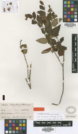 Senecio volubilis Hook.