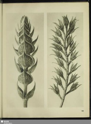 Salvia pratensis. Wiesen-Salbei in 8facher Vergrößerung