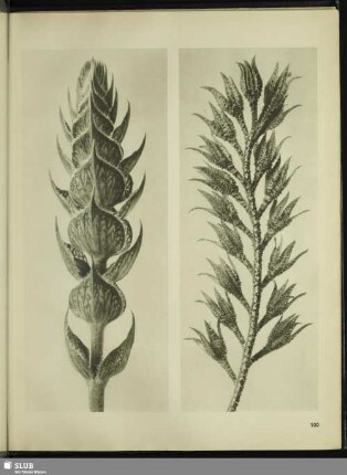 Salvia pratensis. Wiesen-Salbei in 8facher Vergrößerung