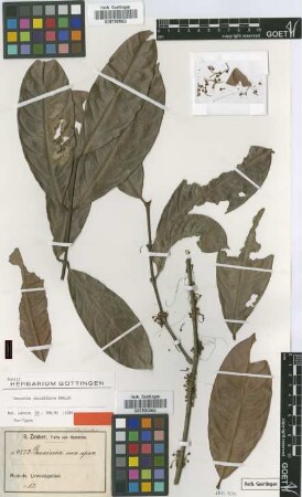 Garcinia viridiflora Engl. [isotype]