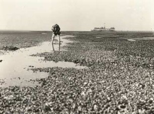 Nordsee, Minsener Oog, Miesmuschelbänke bei Ebbe
