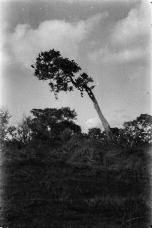 Vereinzelter Baum : Ein in einer Rodung unangetastet gelassener Baum. Am Himmel Gewitterwolken.