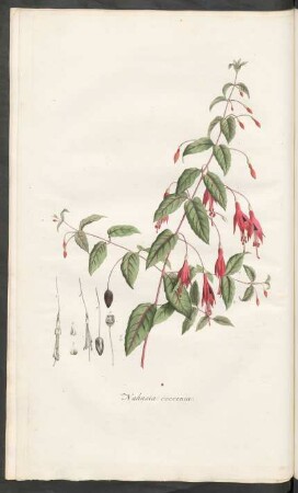 Nahusia coccinea