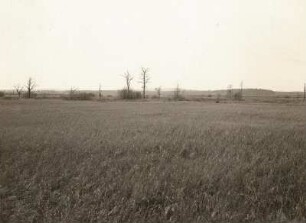 Ostsächsisches Tiefland. Neudorfer Moor (Flachmoor) bei Wittichenau