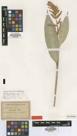 Renealmia racemosa A.Rich.