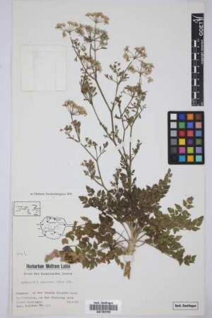 Pimpinella junionae Ceballos & Ortuño