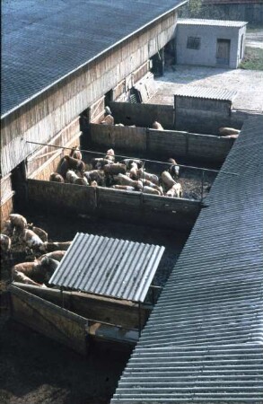 Fotografie: Stallsystem, Kalb, Gruppenhaltung, Auslauf