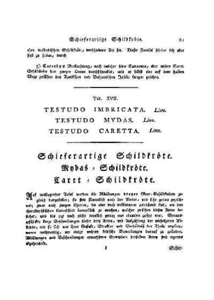 Tab. XVII. Testudo Imbricata : Schieferartige Schildkröte, Testudo Mydas : Mydas-Schildkröte, Testudo Caretta : Caret-Schildkröte