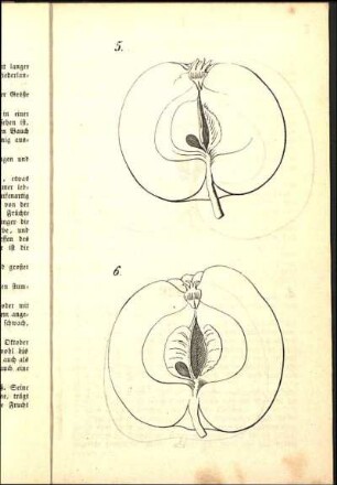 5. [Rother Astrakan] 6. [Danziger Kantapfel]