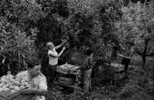 Birnenernte bei der Landwirtschaftlichen Untersuchungs- und Forschungsanstalt Augustenberg