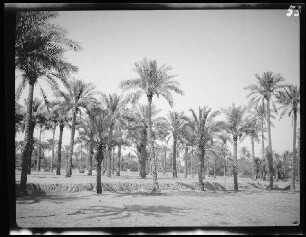 Tripolis (Libyen): Palmenhain ("Oase von Tripolis")