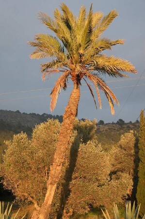 Insel Mallorca - Palme : Palme. Aufgenommen auf der Insel Mallorca im Februar 2004