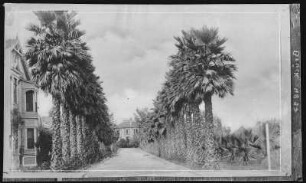 Los Angeles. Palm Drive, Los Angeles, Cal.