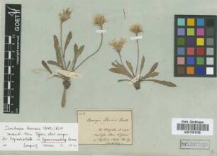 Apargia berinii Bartl. [type]