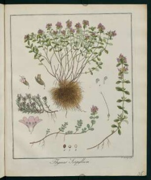 36r, Thymus Serpyllum