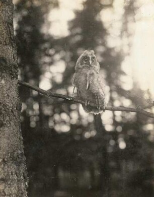 Waldohreule (Asio otus). Jungvogel