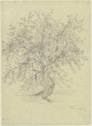 Apfelbaum am Eichenbühl