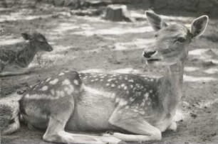 Liegender Damhirsch (Dama dama) im Sommerfell im Zoologischen Garten. Weibliches Tier