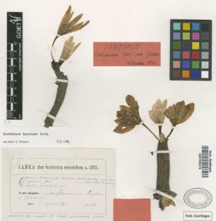 Colchicum turcicum Janka [isotype]