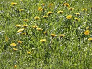 Inzell, Bayern, blühende Wiese mit Löwenzahn