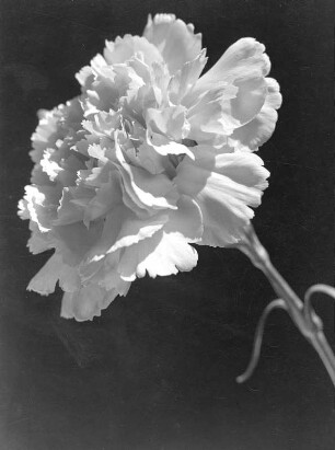 Blumen. Nelke