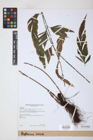 Asplenium serra Langsd. & Fisch.