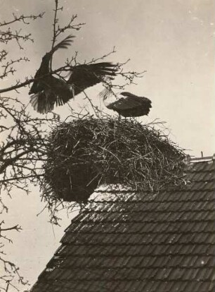 Weißer Storch (Ciconia ciconia L.). am Nest anfliegend