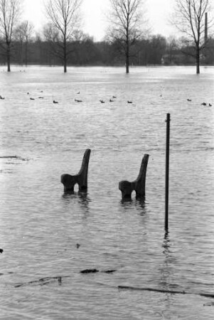 Rheinhochwasser