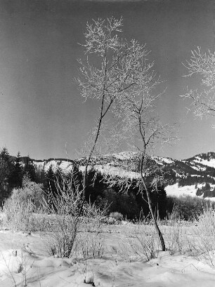 Winterbilder. Bereifte Bäume und Sträucher im Schnee bei Sonthofen