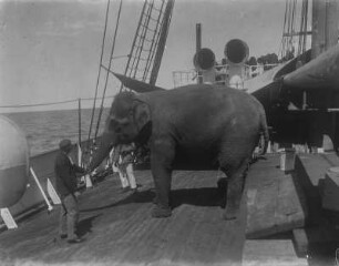 Indischer Elefant : Indischer Elefant an Bord des Schiffes „Herzog“