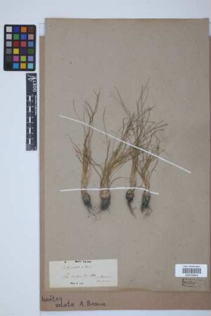 Isoetes velata velata A. Br.