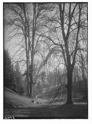 Meißen-Siebeneichen. Schloss Siebeneichen. Baumgruppe (Ulme, Linden) im Schlosspark