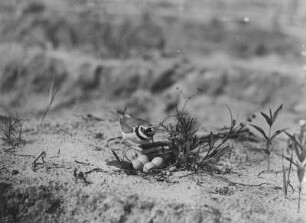 Flussregenpfeifer : Flussregenpfeifer (Charadrius dubius Scopoli) kommt zum Nest.