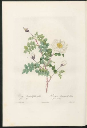 Rosa Pimpibellifolia alba flore multiplei. Rosier Pimprenelle blanc à fleurs doubles. Teillard sculp.