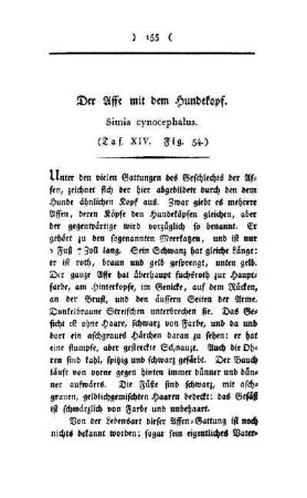 ¬Der¬ Affe mit dem Hundekopf : Simia cynocephalus ; (Taf. XIV, Fig. 54)