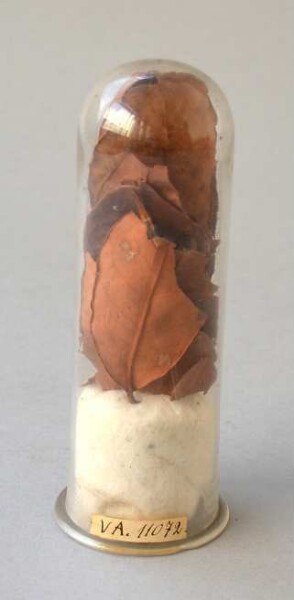 Tube en verre avec des feuilles vertes