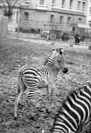 Nachwuchs bei den Zebras im Karlsruher Zoo
