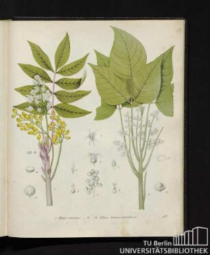 1. Rhus vernix. / 2. - 14. Rhus taxicodendron.