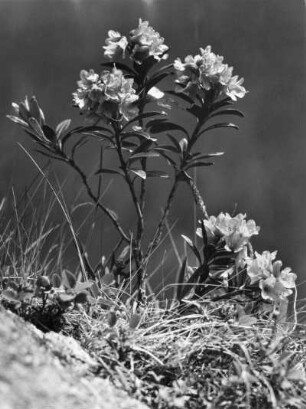 Rostblättrige Alpenrose (Rhododendron ferrugineum), Pflanzenart aus der Gattung der Rhododendren (Rhododendron) und gehört zur Familie der Heidekrautgewächse (Ericaceae)