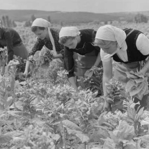 Tabakernte auf den Feldern der Landwirtschaftlichen Produktionsgenossenschaft in Konusch in der Gegend von Chaskowo