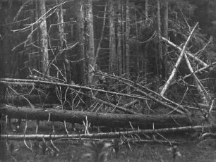 Fichten : Blick auf abgestorbene Fichten im Zibinsgebirge im Süden von Siebenbürgen.