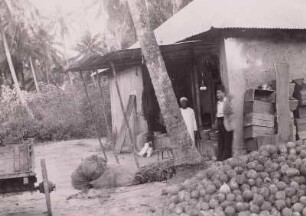 Verarbeitung von Kokosnüssen, Sansibar : Sansibar (heute: Tansania). Kokospalmenplantage. Verarbeitung der geernteten Früchte, 1936