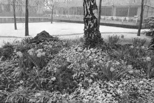 Schneefall im Frühling