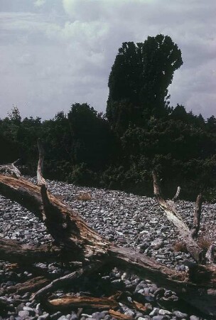 Bei Neu Mukran. Naturschutzgebiet Schmale Heide: Wacholder in den Feuersteinfeldern